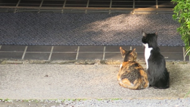 These two seem to be waiting patiently for someone to give them food. They look normal-sized too compared to the cats I saw in Himeji^^