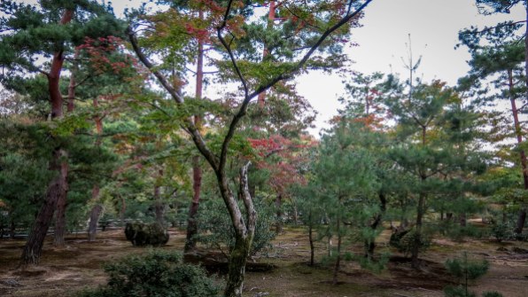 a snapshot of the zen garden